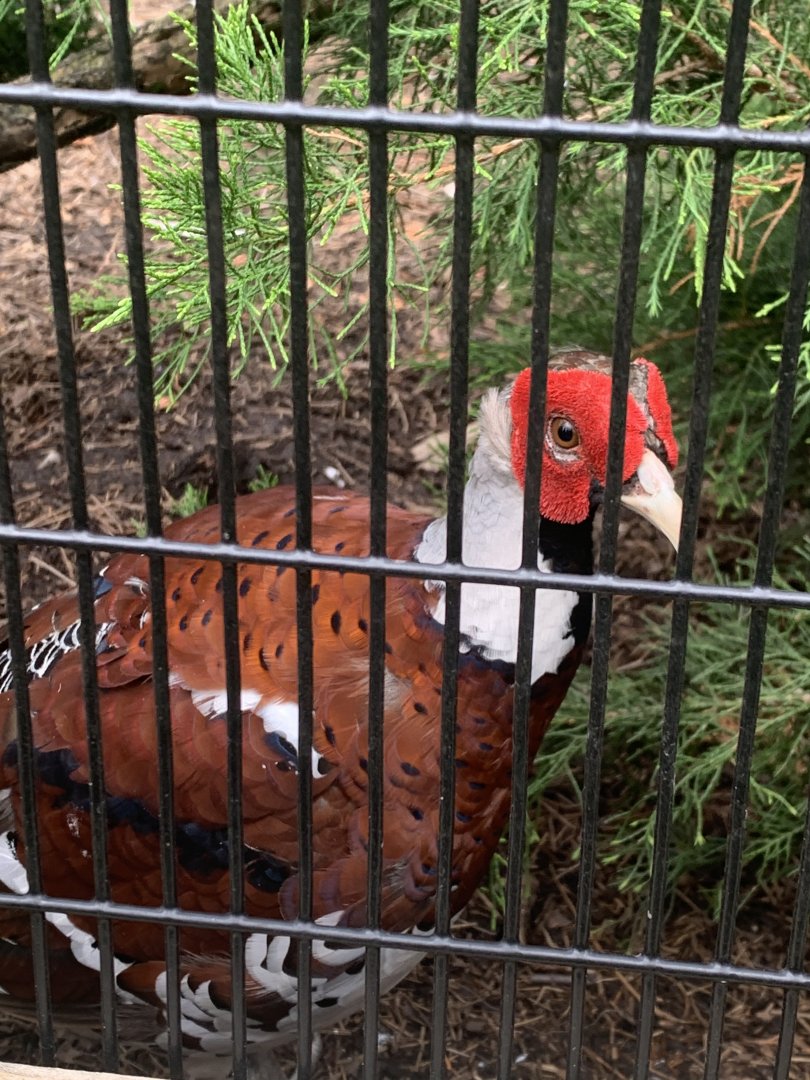 July 2020- Elliot’s pheasant