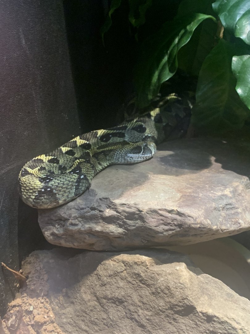 July 2020- Ethiopian mountain viper