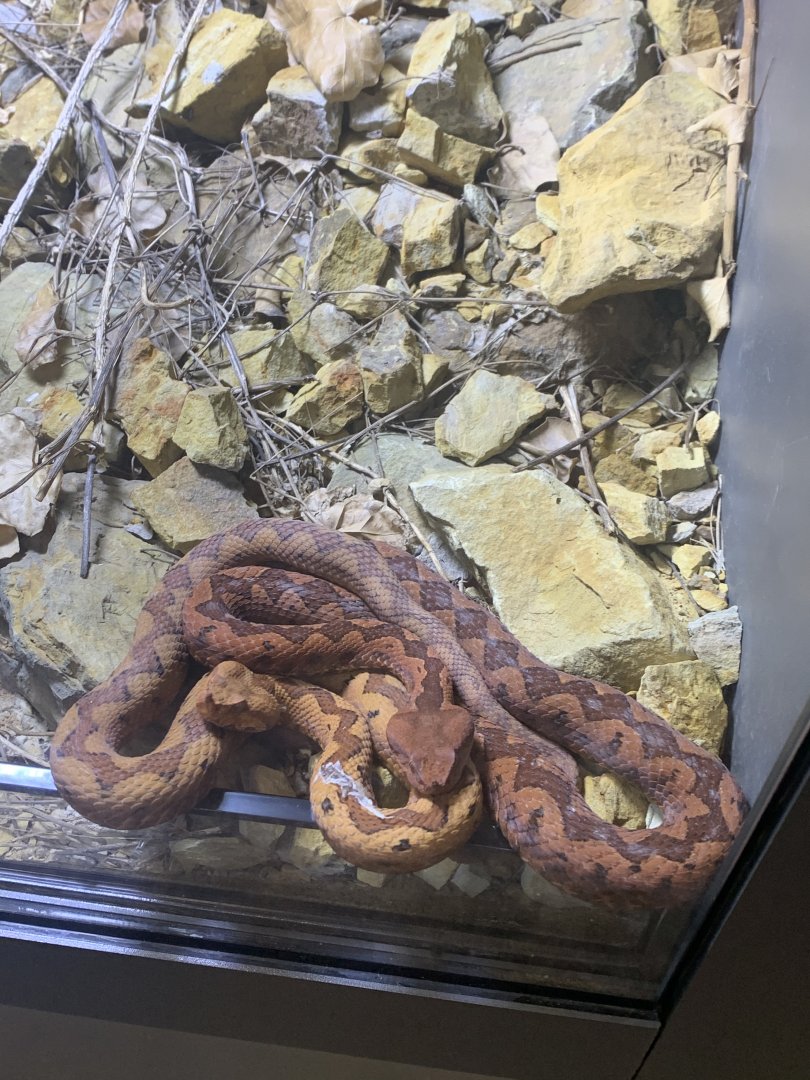 July 2020- European long-nosed vipers