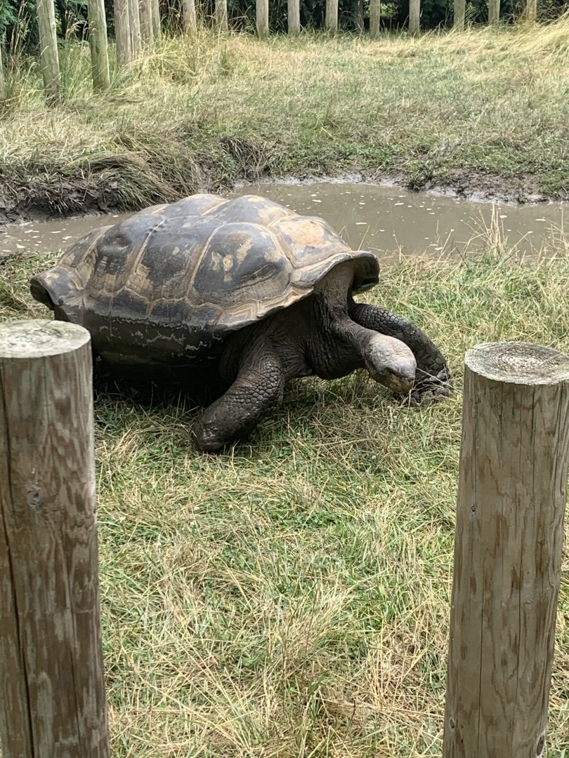 July 2020- Galapagos giant tortoise