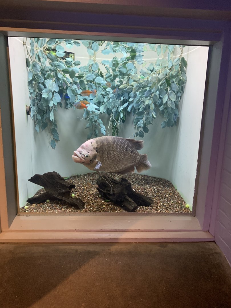 July 2020- Giant gourami, Bosemani rainbowfish and Red rainbowfish