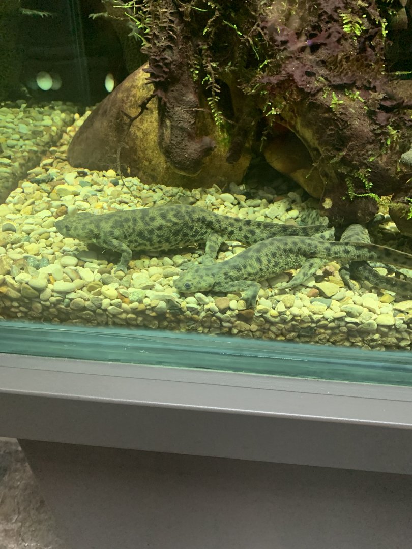 July 2020- Iberian ribbed newts