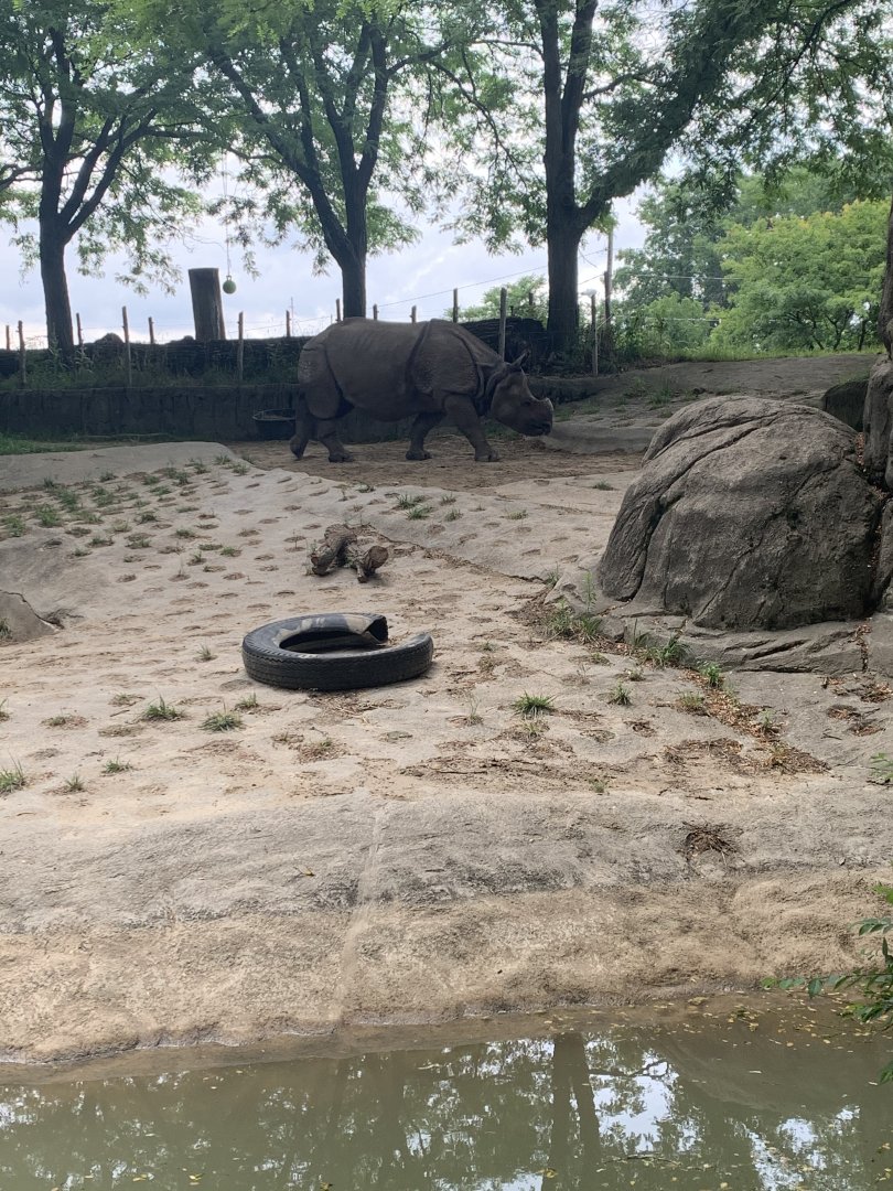 July 2020- Indian rhinoceros