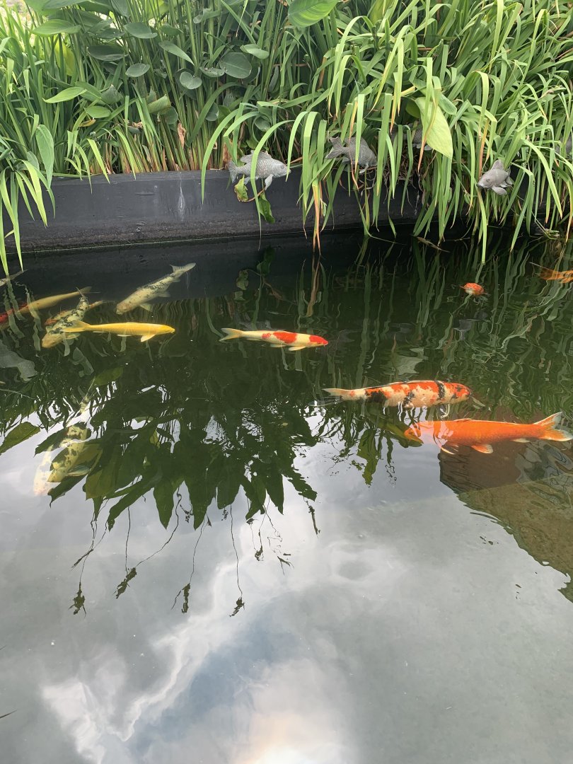 July 2020- Koi