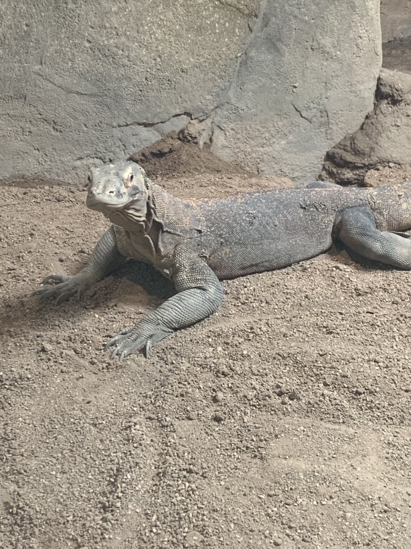 July 2020- Komodo dragon