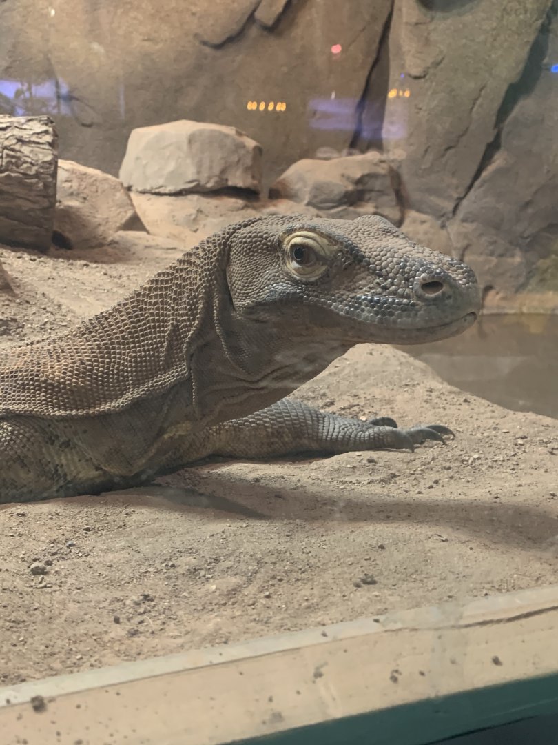 July 2020- Komodo dragon