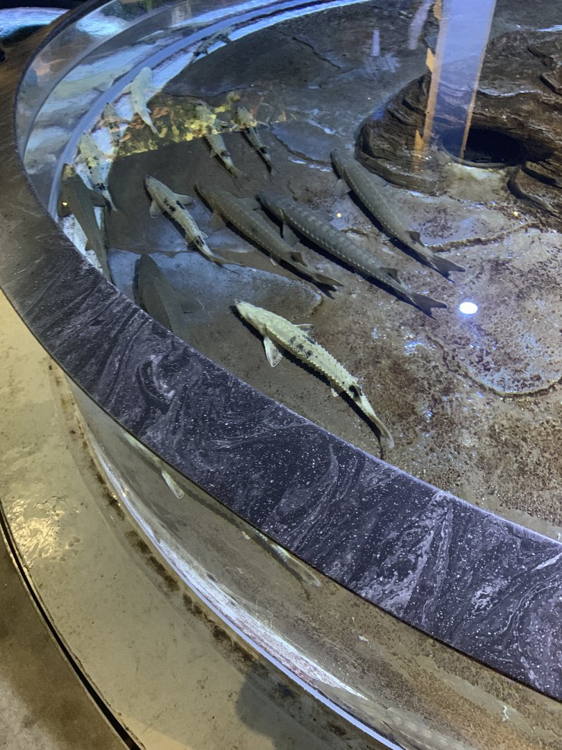 July 2020- Lake sturgeon