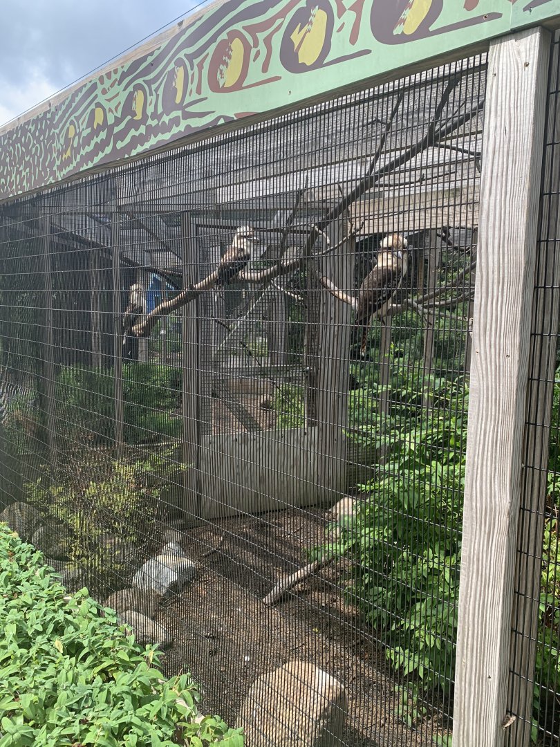 July 2020- Laughing kookaburras