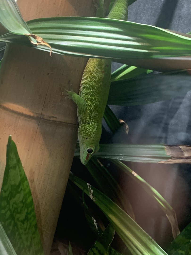 July 2020- Madagascar giant day gecko