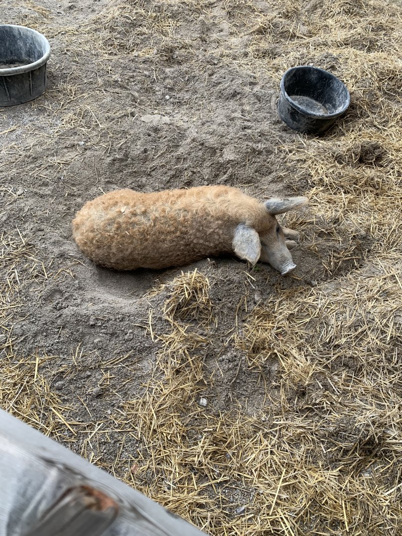July 2020- Mangalitsa pig