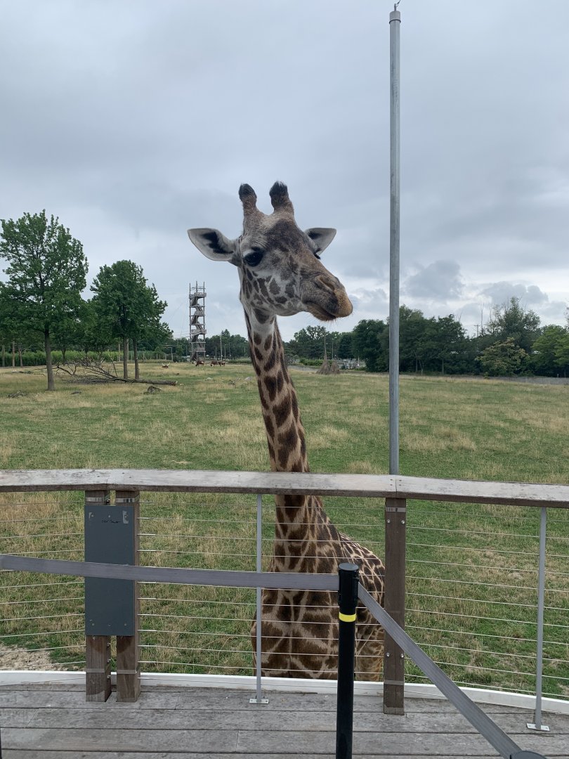 July 2020- Masai giraffe