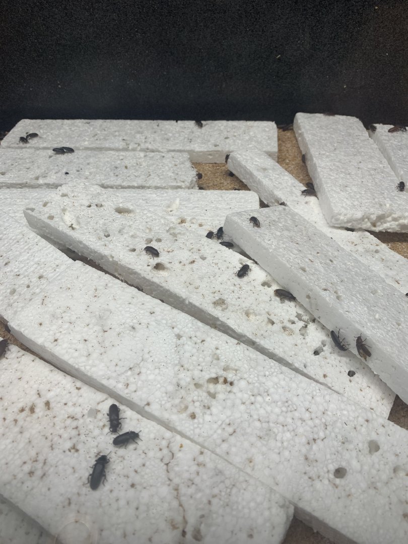 July 2020- Mealworm beetles