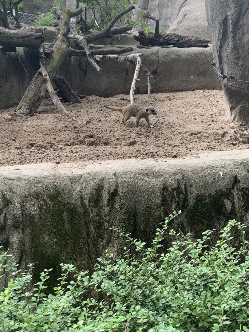 July 2020- Meerkat