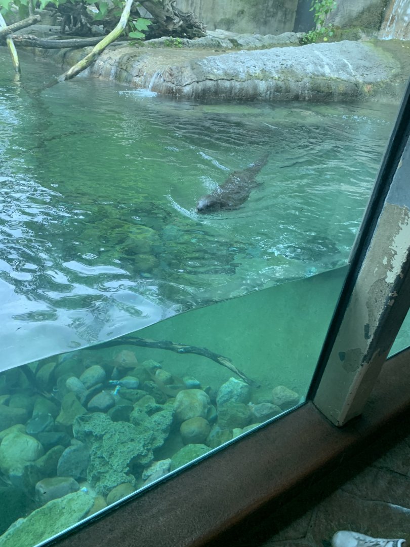July 2020- North American river otter