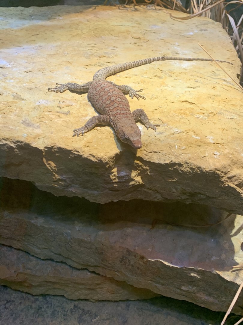 July 2020- Pilbara rock monitor