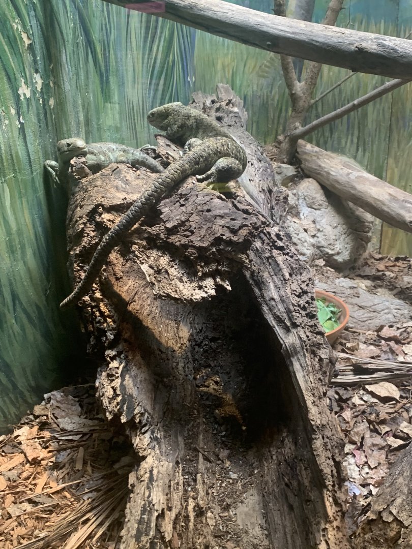 July 2020- Prehensile monkey-tailed skinks