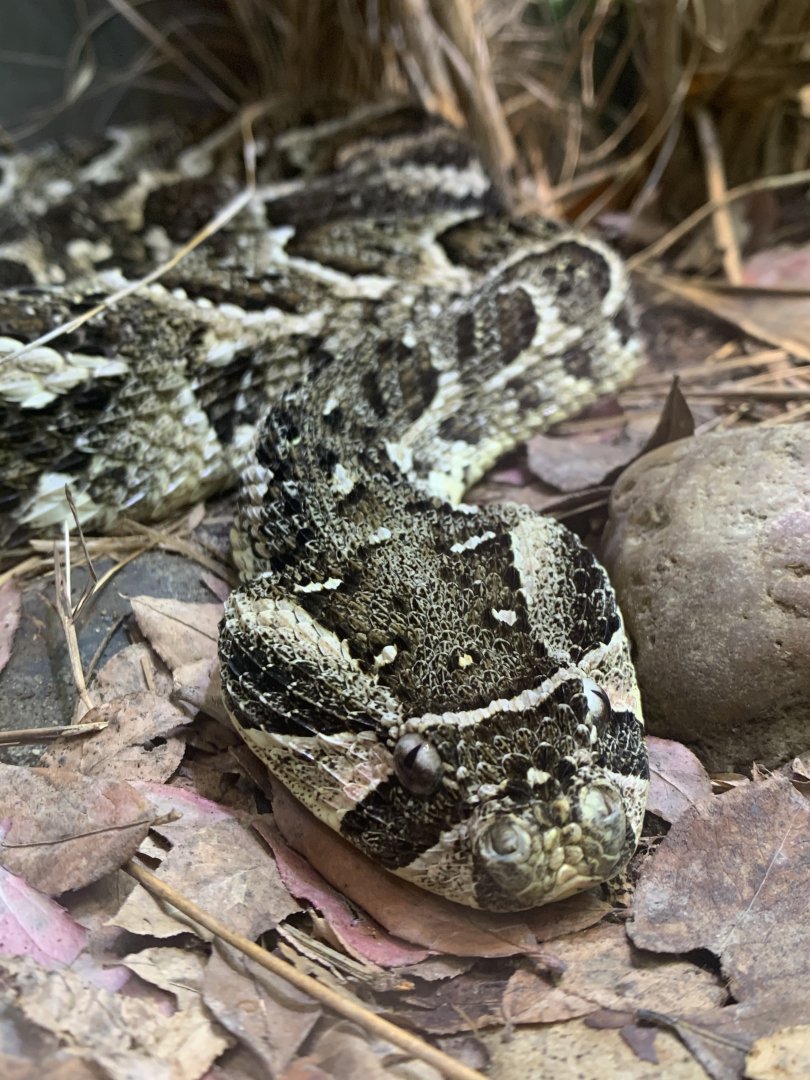 July 2020- Puff adder