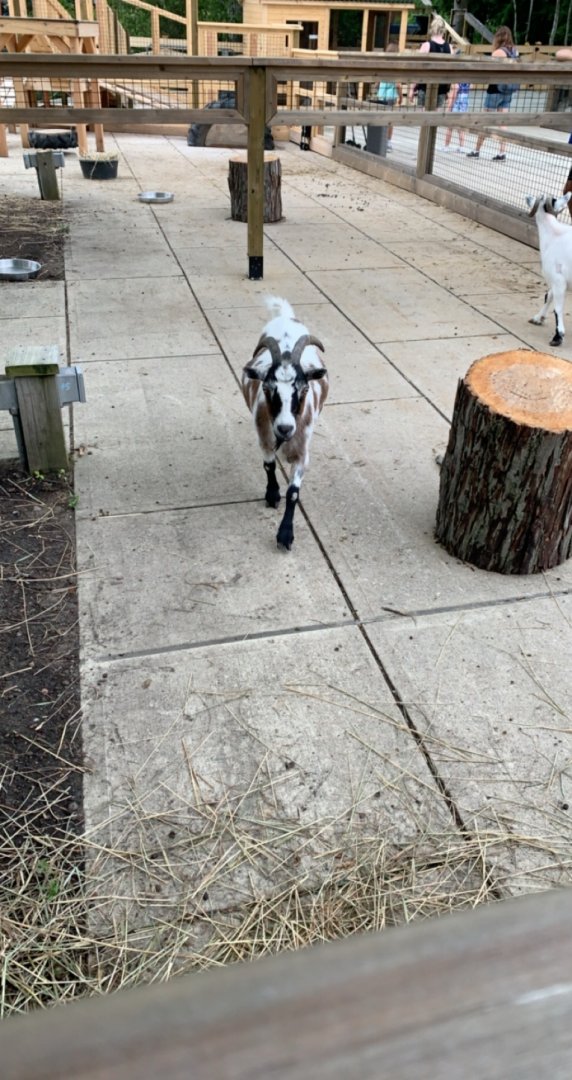 July 2020- Pygmy goat