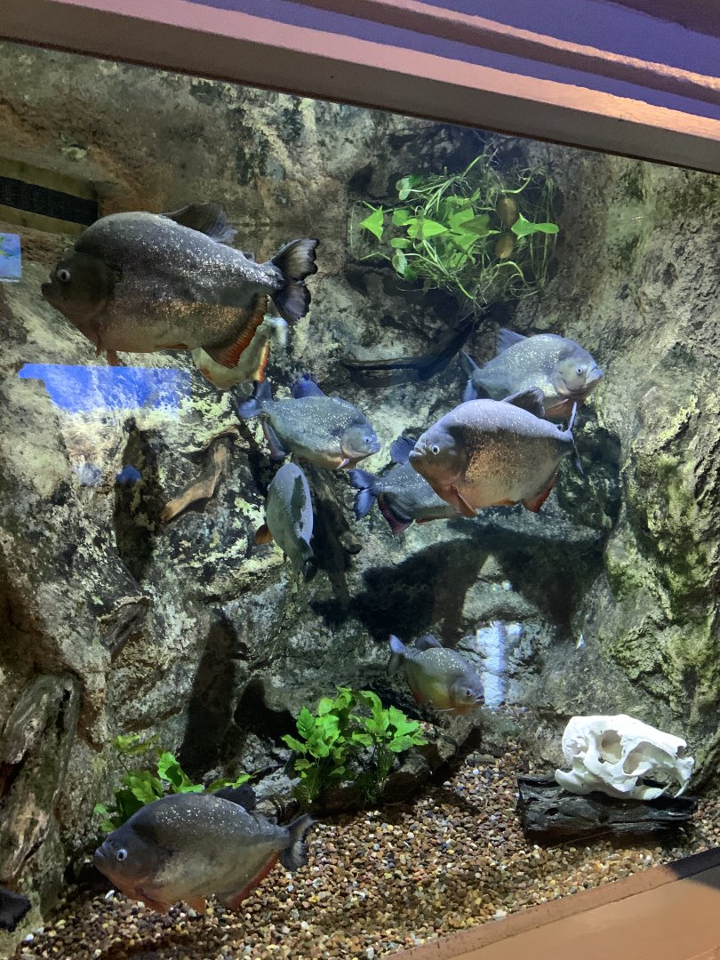 July 2020- Red-bellied piranha