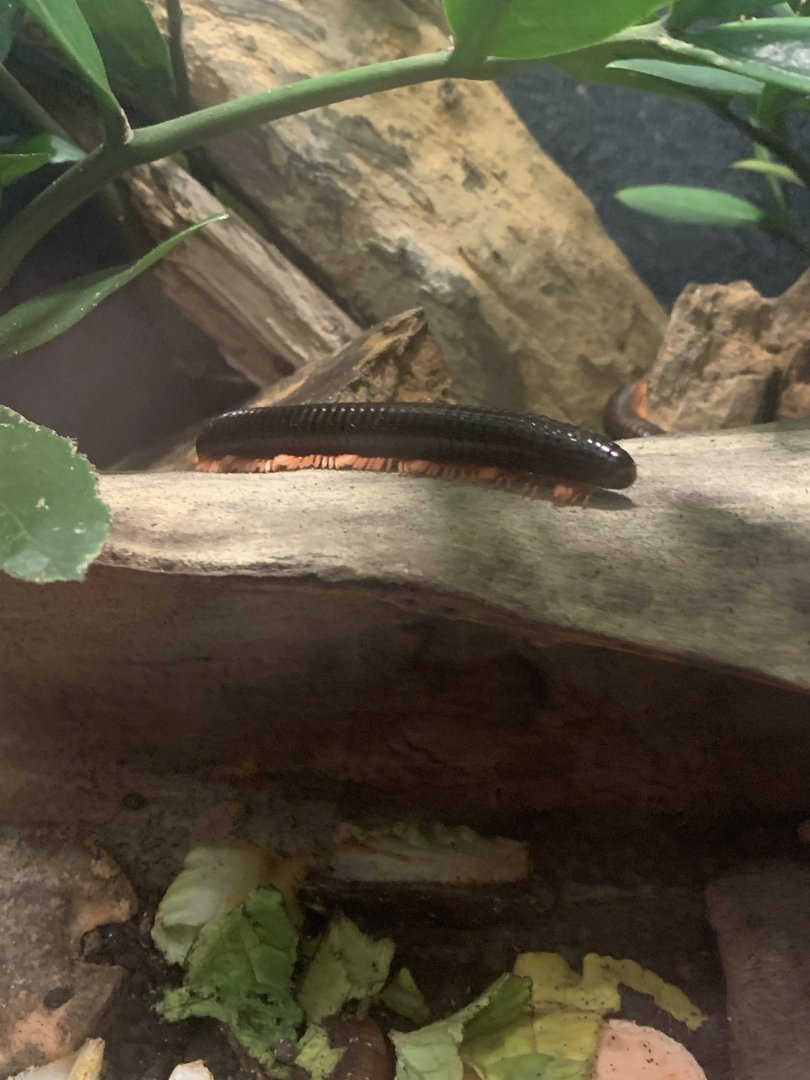 July 2020- Red-legged millipede