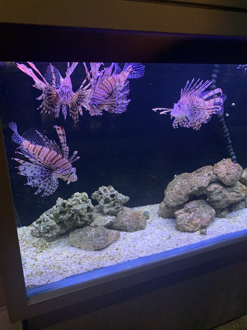 July 2020- Red lionfish