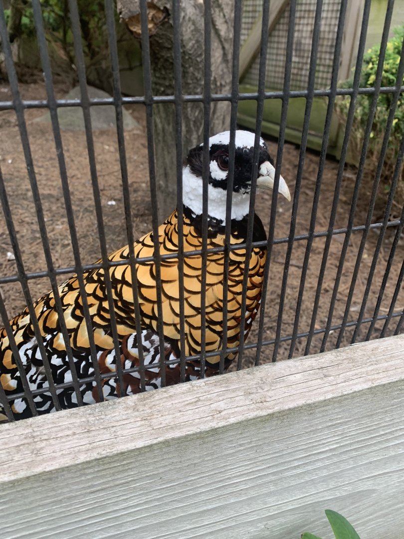 July 2020- Reeves’s pheasant