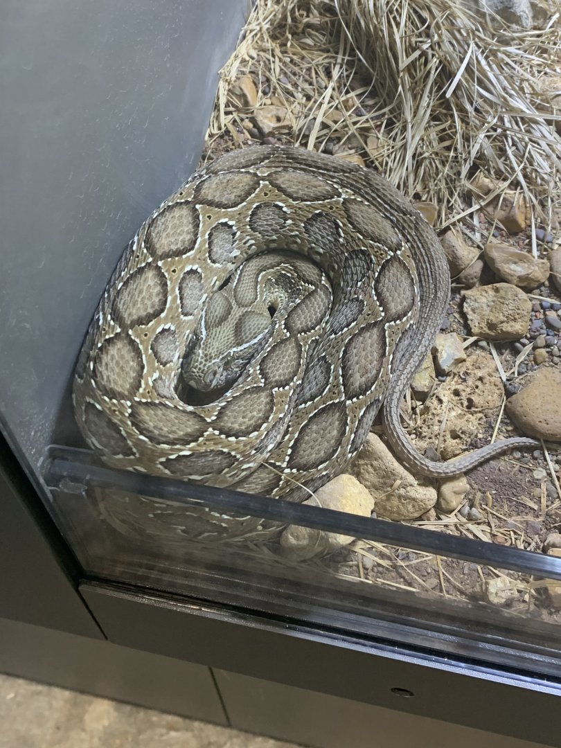 July 2020- Russell’s viper