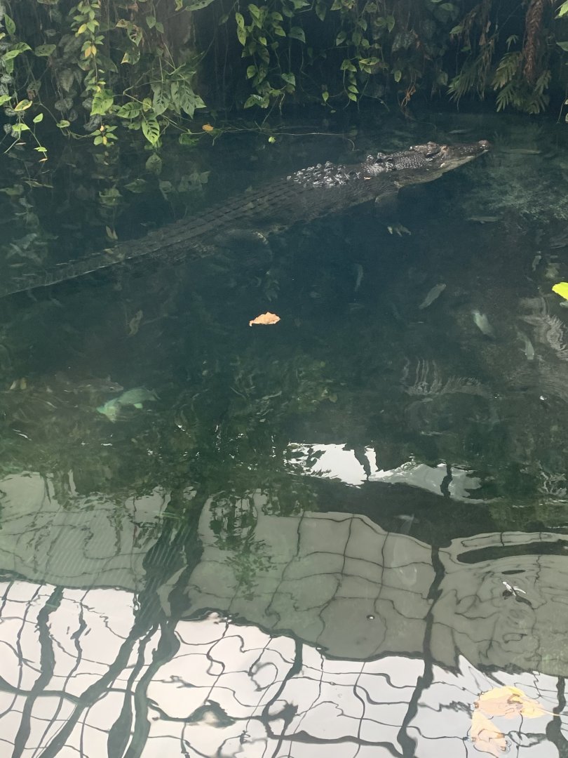 July 2020- Saltwater crocodile
