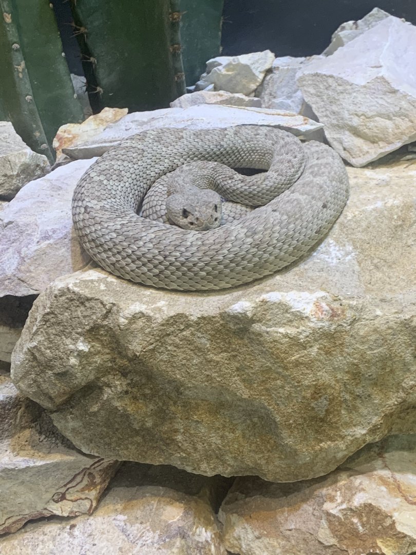 July 2020- Santa Catalina Island rattlesnake