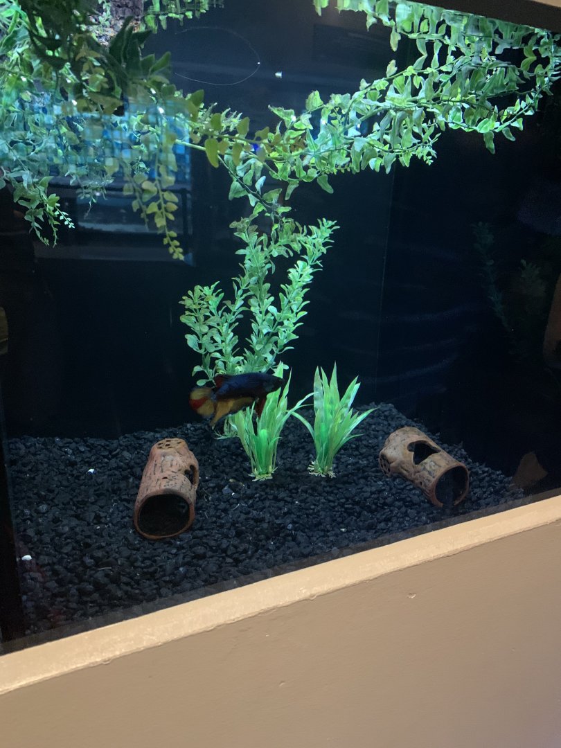 July 2020- Siamese fighting fish