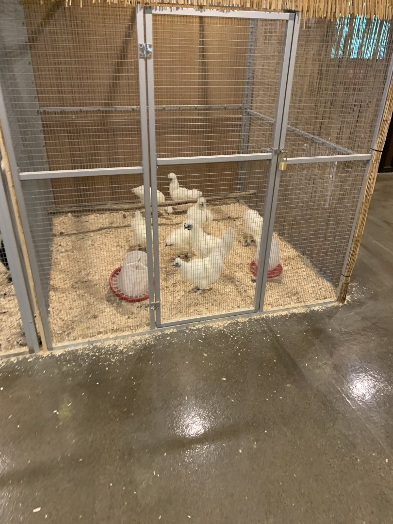 July 2020- Silkie chickens