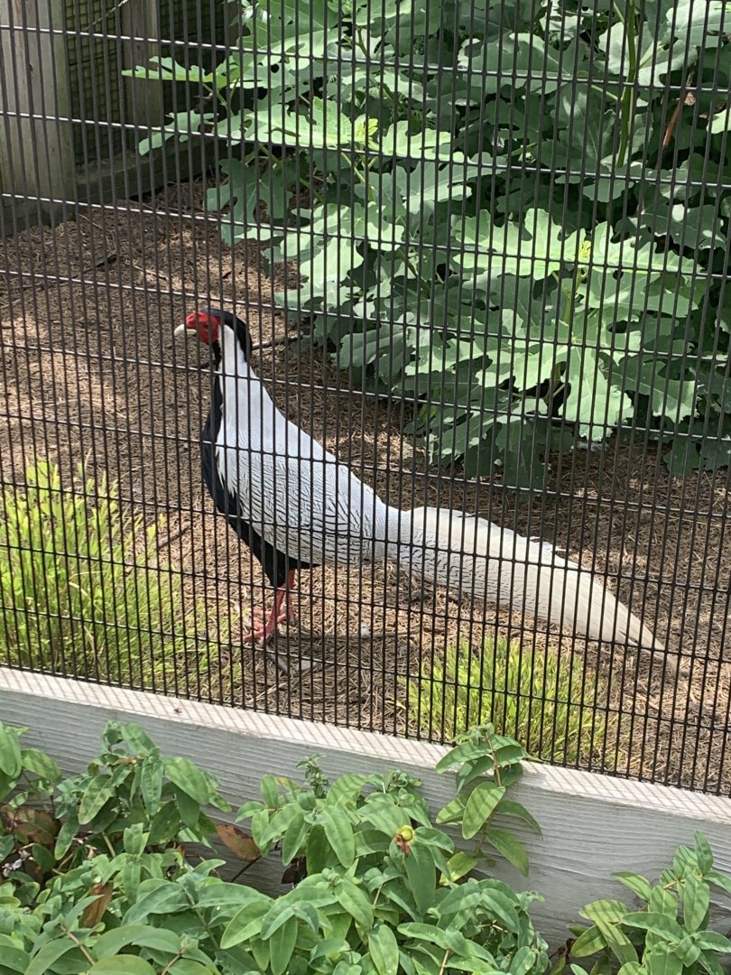 July 2020- Silver pheasant