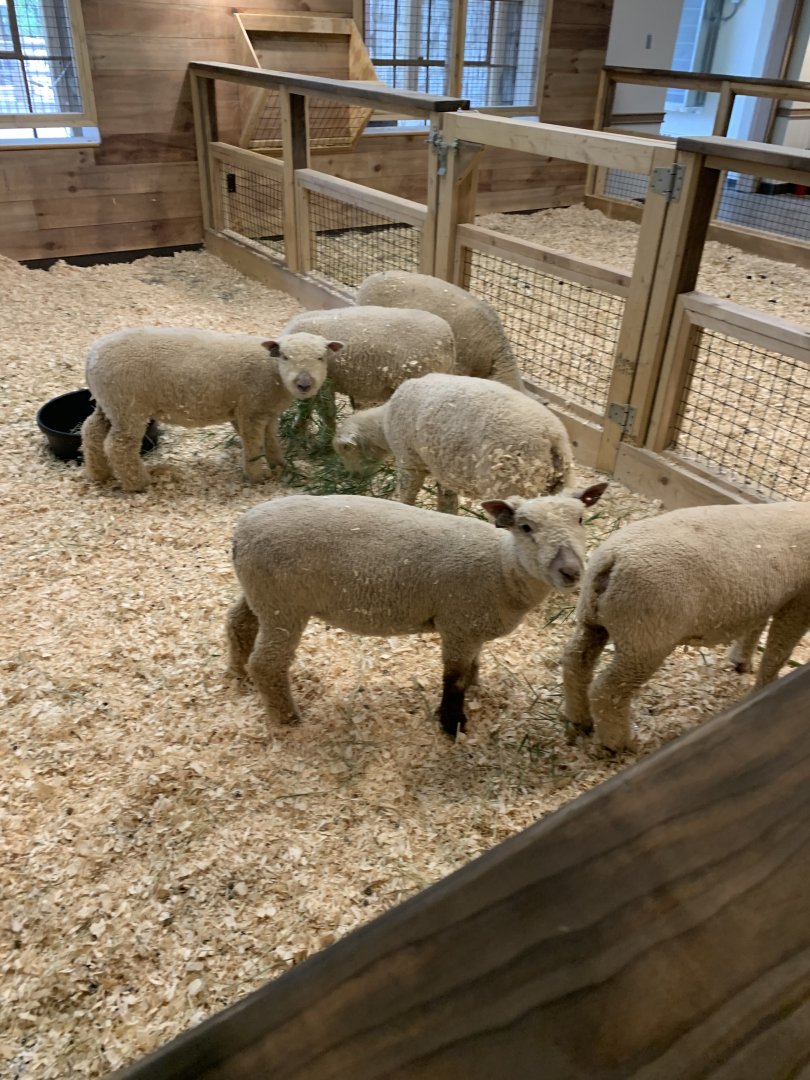 July 2020- Southdown sheep