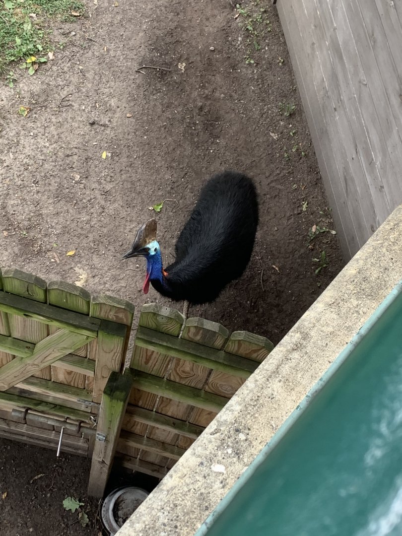 July 2020- Southern cassowary
