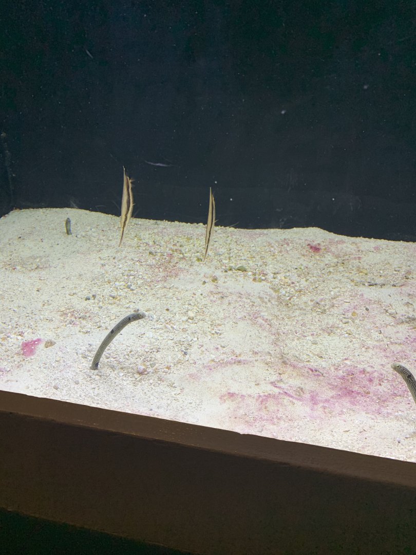 July 2020- Spotted garden eel and Razorfish