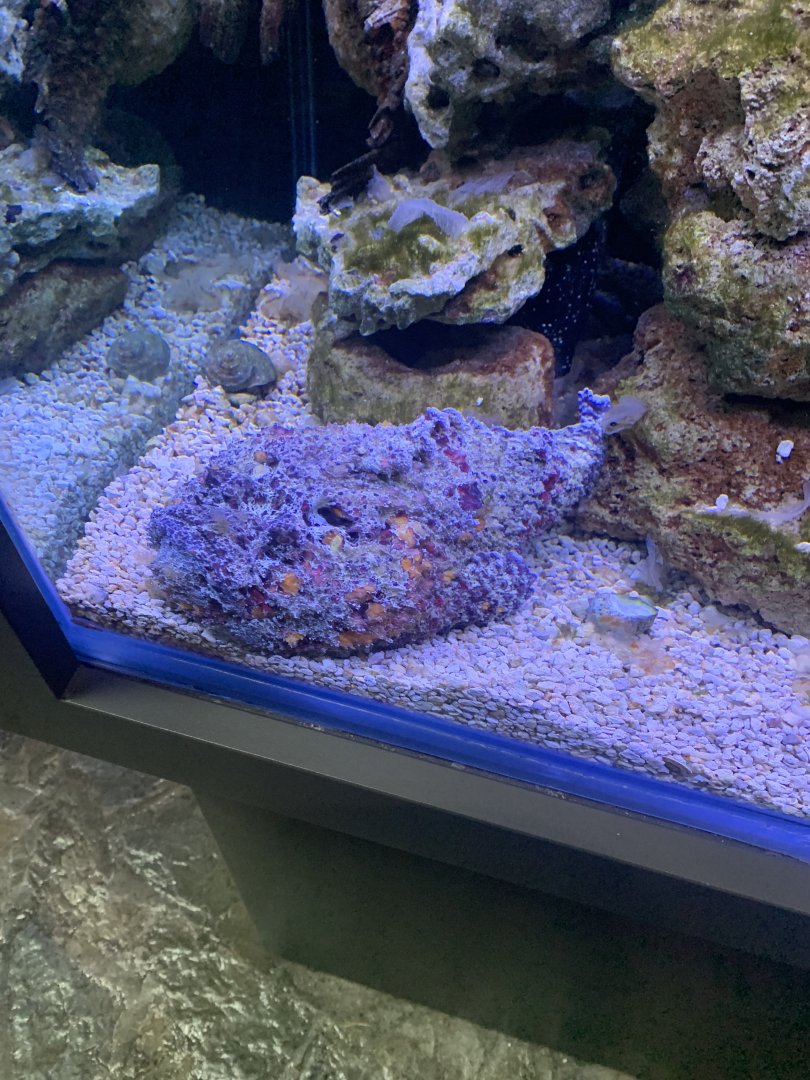 July 2020- Stonefish
