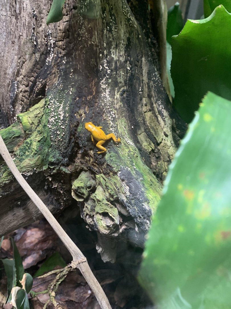 July 2020- Strawberry poison-dart frog