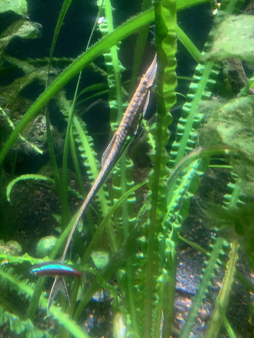 July 2020- Twig catfish