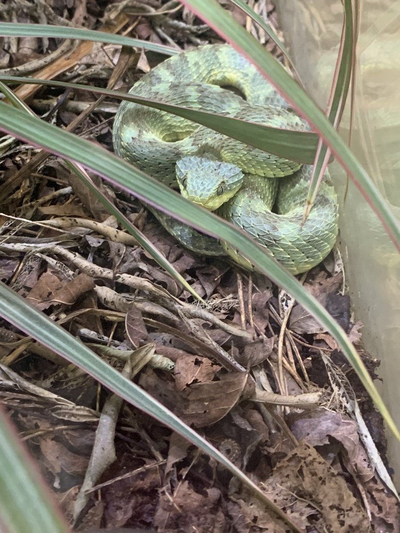 July 2020- Variable bush viper