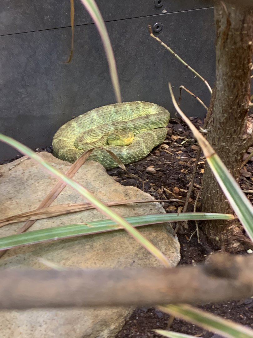 July 2020- Variable bush viper