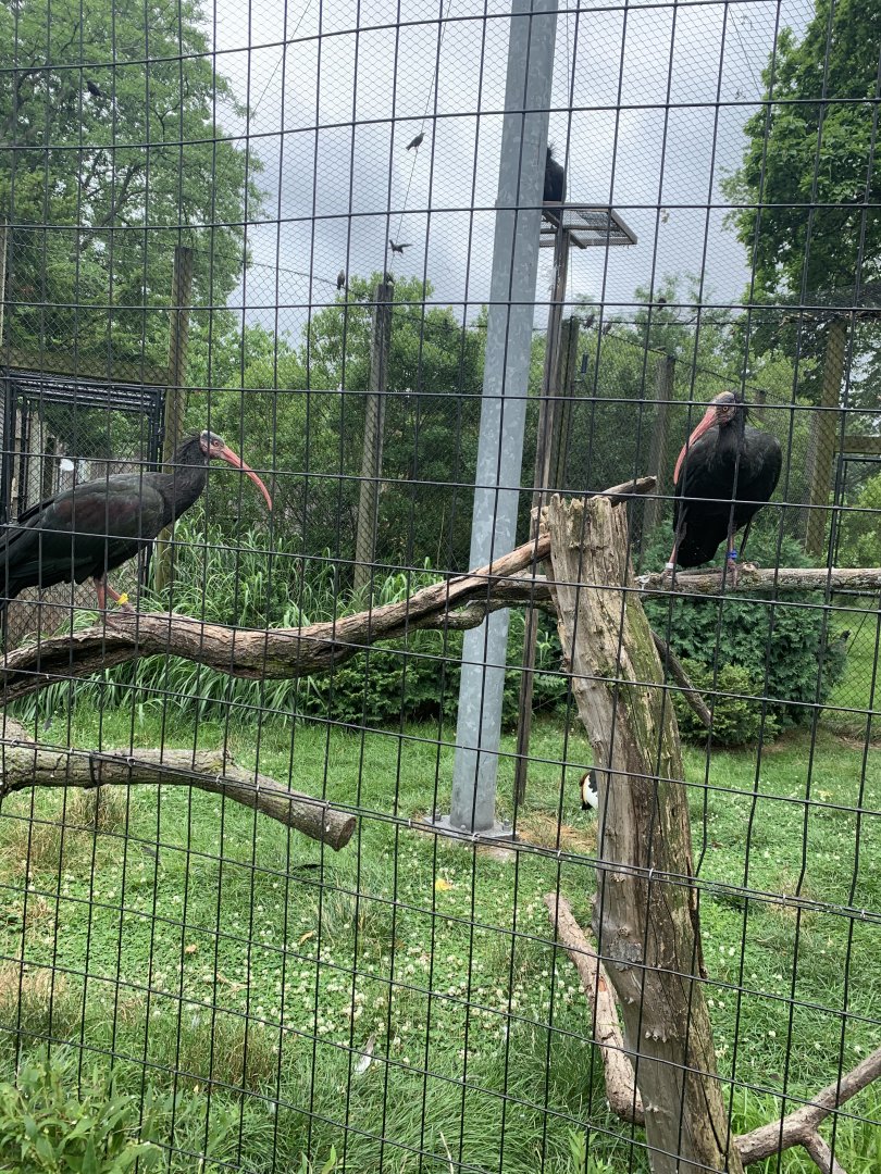 July 2020- Waldrapp ibis