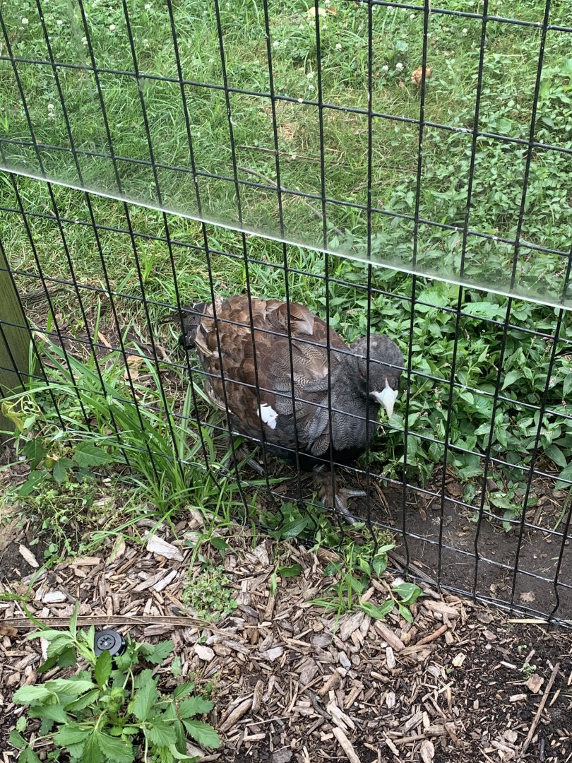 July 2020- Western capercaillie