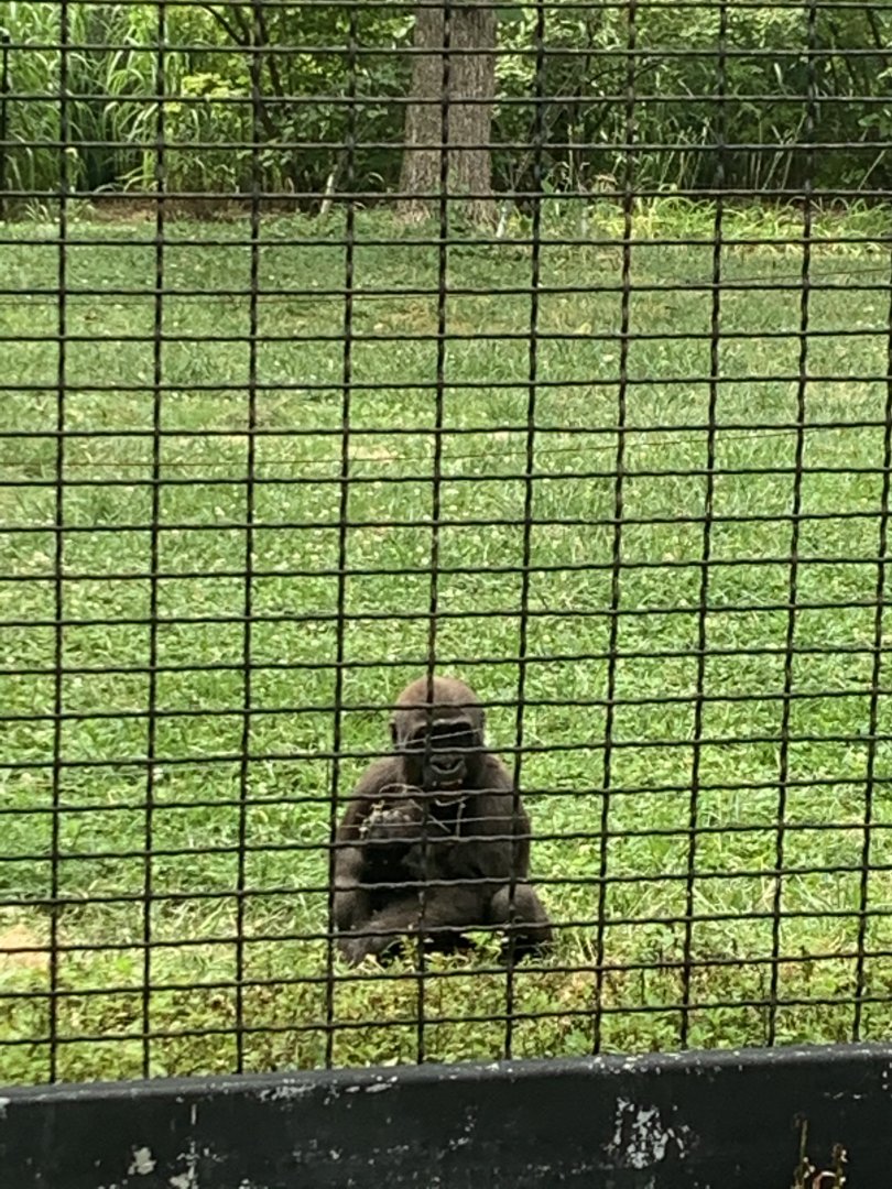 July 2020- Western lowland gorilla