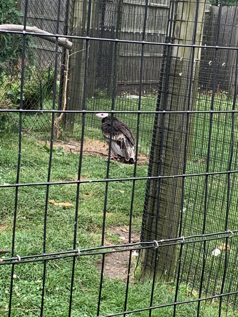 July 2020- White-headed vulture
