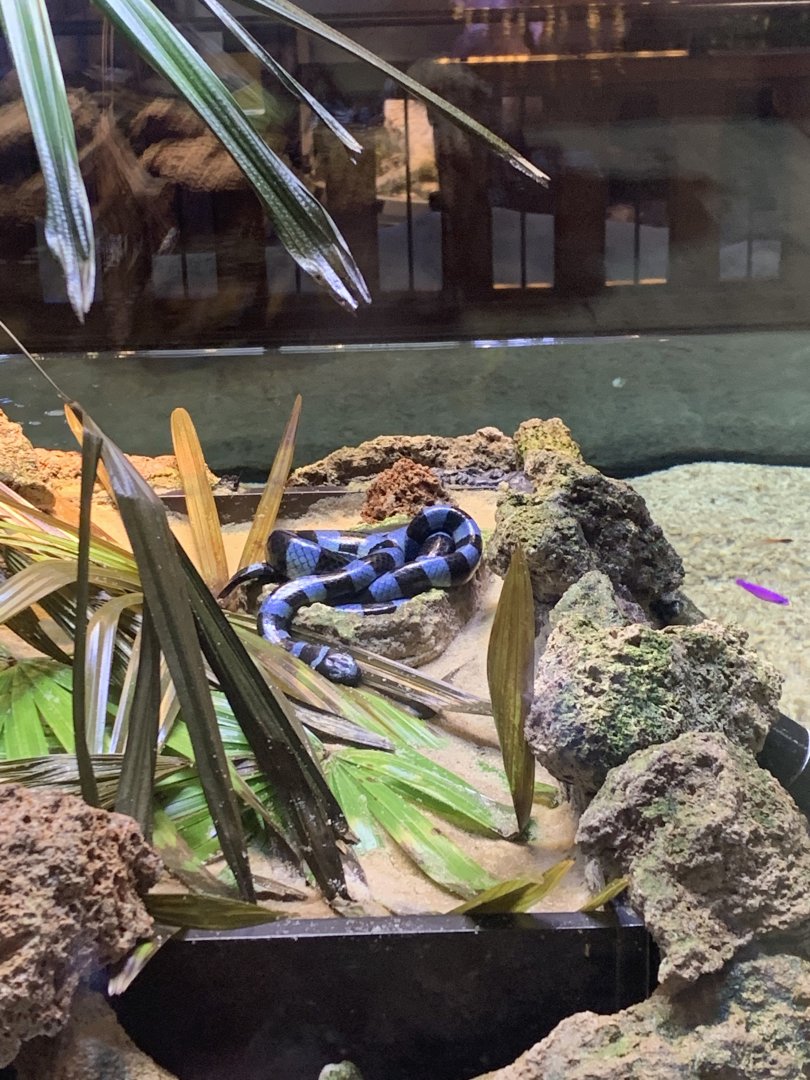 July 2020- Yellow-lipped sea krait