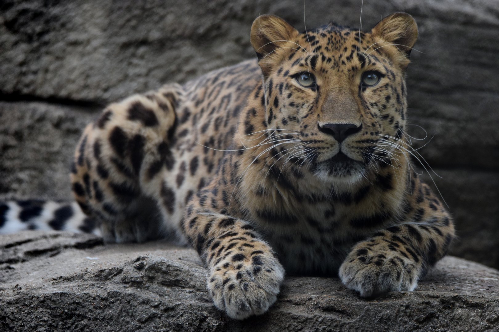 [July 2022] Big Cat Country- Amur leopard (Panthera pardus orientalis) crouching