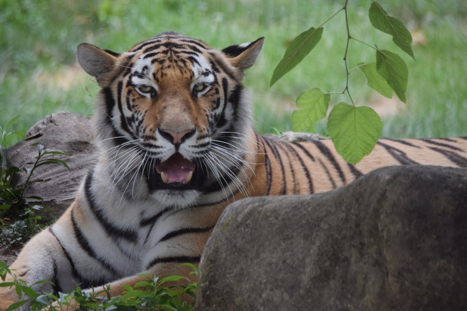 [July 2022] Big Cat Country- Amur tiger (Panthera tigris altaica) lying and twitching ears