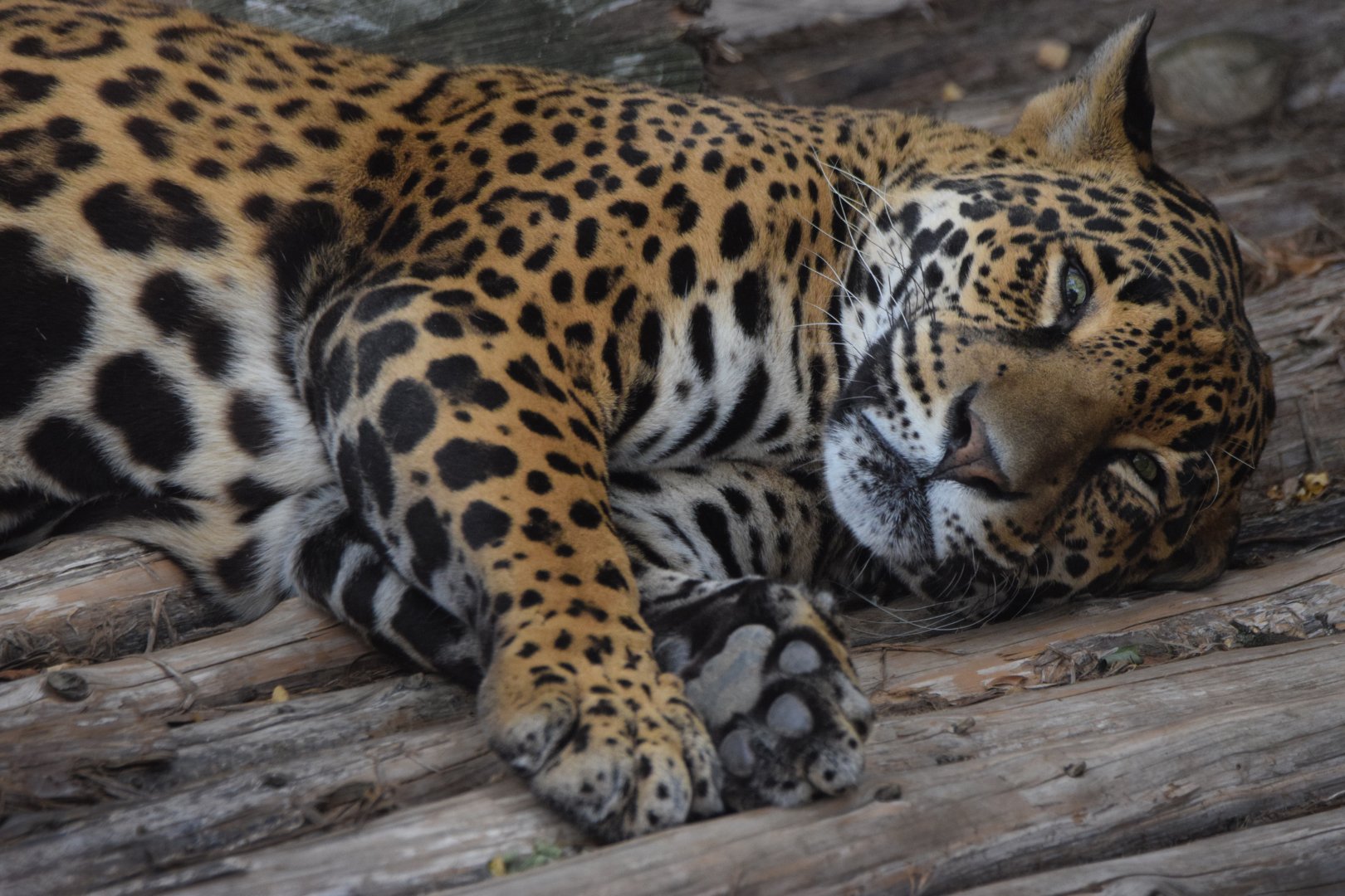 [July 2022] Big Cat Country- jaguar (Panthera onca} lying and scent-marking wooden platform
