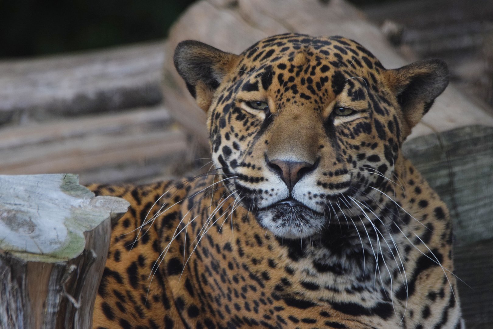 [July 2022] Big Cat Country- jaguar (Panthera onca) lying