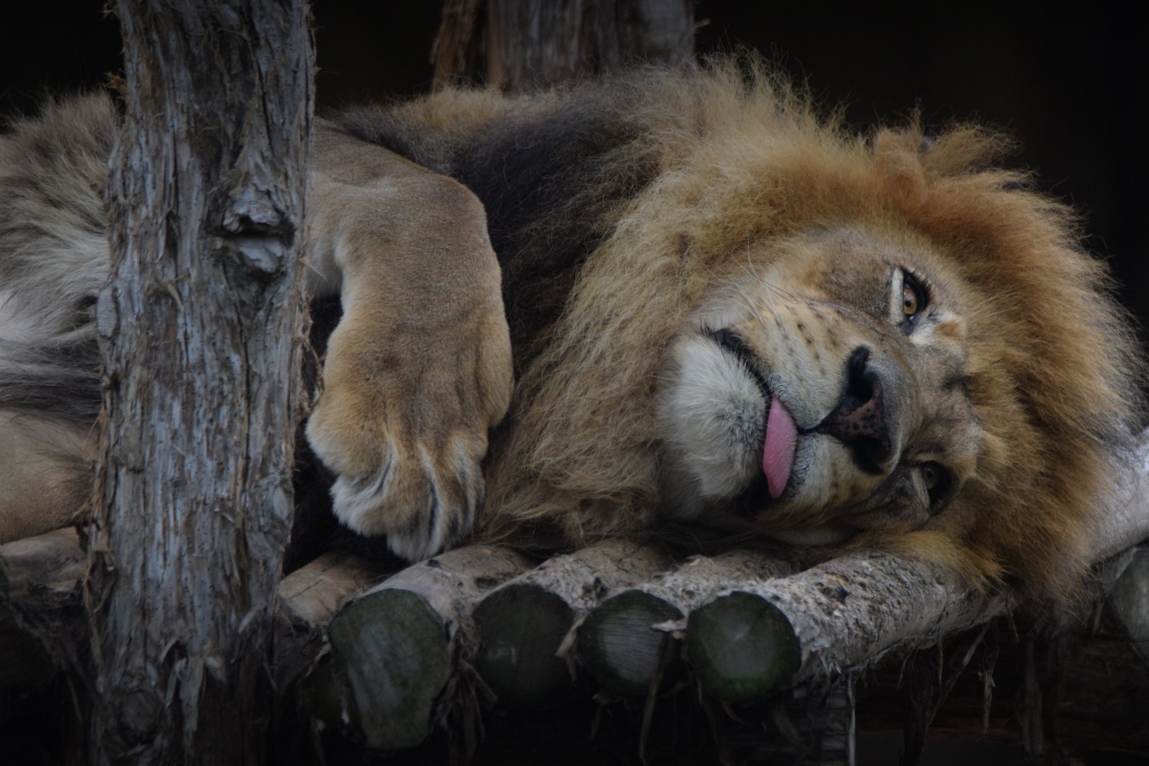 [July 2022] Big Cat Country- lion (Panthera leo) lying